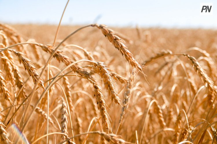 Павлодарских аграриев поздравили с профессиональным праздником