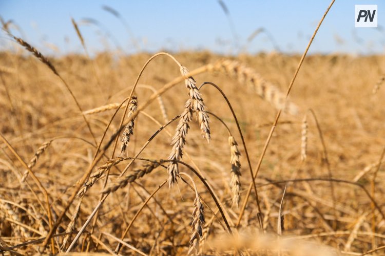 Павлодар ауданында суармалы жерлердің көлемі ұлғайтылмақ