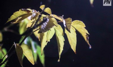 Небольшие осадки ожидают в Павлодарской области 7 октября