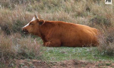Павлодар облысында «Мал ұрлаушы» жедел іс-шарасы басталды