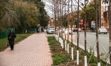 В Павлодаре при обновлении зелёного фонда делают ставку на липы