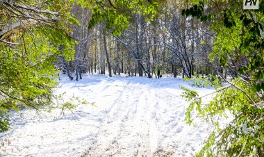 Как глобальное потепление ощущается в Павлодарской области