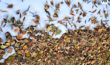 Ноябрь в Павлодарской области начнется с дождей и метелей