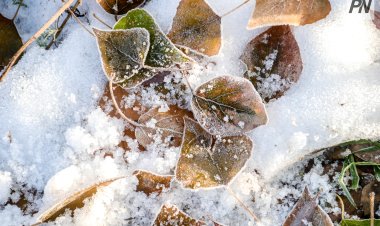 Метель и похолодание: погода в Павлодарской области 9 декабря