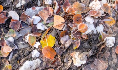 3 ноября в Павлодарской области прогнозируют снег с дождём