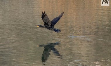 Весенняя охота: где и когда можно стрелять птицу в Павлодарской области
