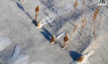 Қар астында қалған картоп: Павлодар облысында арнайы жұмыс топтары құрылады
