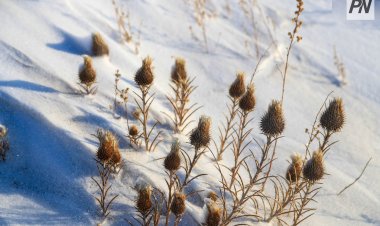 Картофель под снегом: в районах создадут группы для помощи павлодарским фермерам