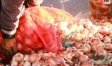 Павлодарда кезекті ауыл шаруашылығы жәрмеңкесі өткізіледі