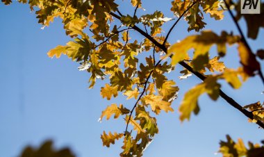 19 қарашада Павлодар облысында қар жаумайды