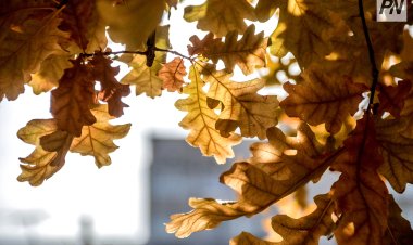 Қазанның соңғы күні Павлодар облысында жылы болады