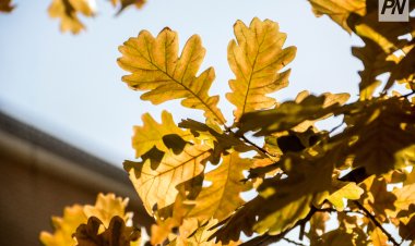 25 қарашада Павлодар облысында қар жаумайды