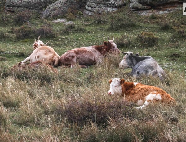 Баянауыл табиғи паркінде мал жайғандар заңмен жазаланады
