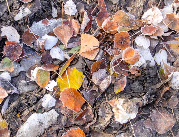 3 ноября в Павлодарской области прогнозируют снег с дождём