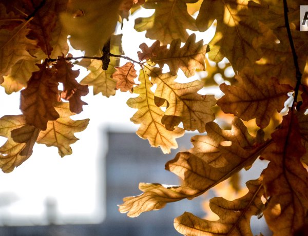 31 октября в Павлодарской области будет плюсовая температура