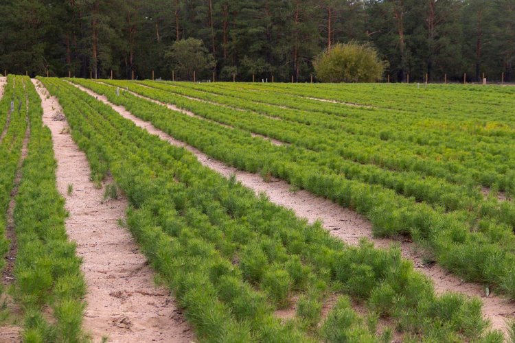Павлодарлық тұқымбақта қарағай көшеттері басқа телімдерге көшірілуде