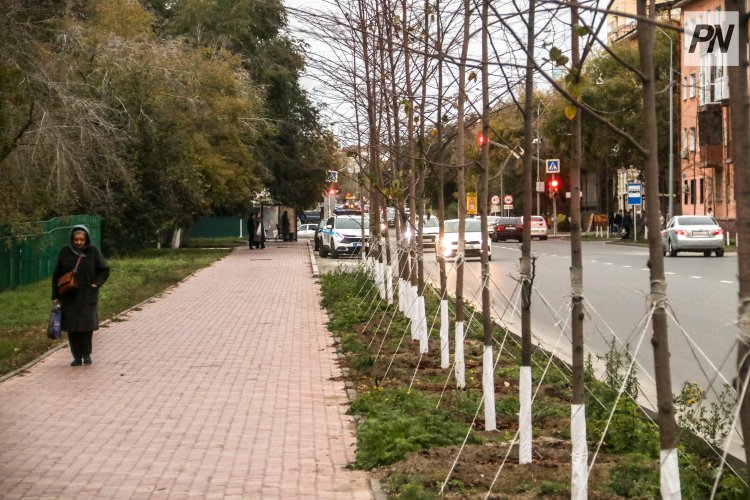 В Павлодаре при обновлении зелёного фонда делают ставку на липы