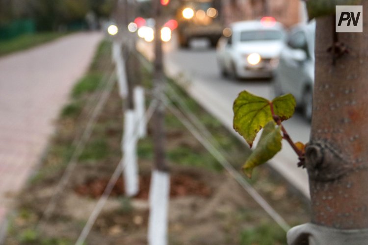 Павлодарда жасыл желектер қайта жаңғыртылуда