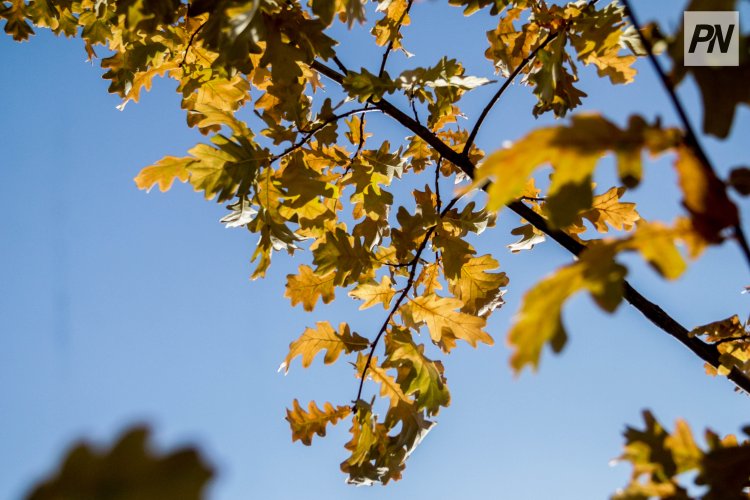 19 қарашада Павлодар облысында қар жаумайды