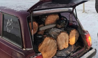 Ақсуда ағаштарды заңсыз кескен ер адам жауапқа тартылды