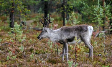 В США спасли оленя