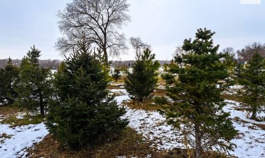 Қоғам белсенділері Павлодар облысының көгалдандыру сапасын тексерді