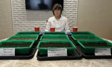 Павлодарская школьница предложила экономичный способ высадки деревьев