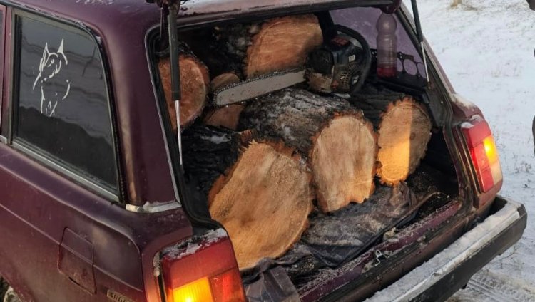 Полицейские Аксу задержали водителя с багажником дров