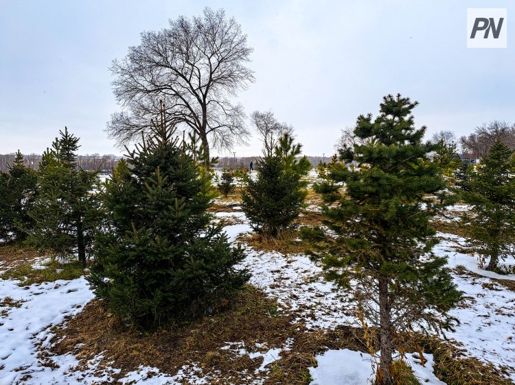 Қоғам белсенділері Павлодар облысының көгалдандыру сапасын тексерді