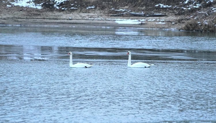 Ертістегі аққулар: құстар оңтүстікке неге асықпайды?