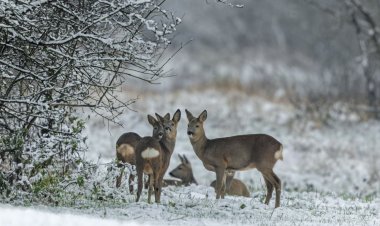 Павлодар облысына еліктердің жаппай миграциясы байқалуда
