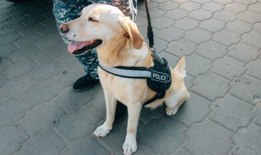 Как в Павлодаре кинологи учили школьников противостоять наркотикам