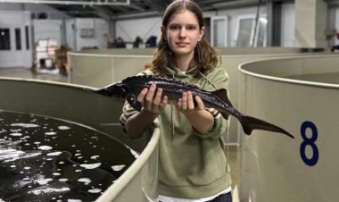 Павлодарлық оқушылар Ертісте бекіре балығын көбейтуге көмектесіп жүр