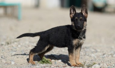 В Нацгвардии выросло число породистых служебных собак