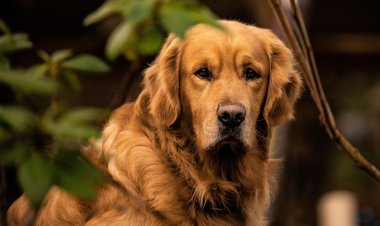 В Аргентине собрали «золотых» питомцев и побили мировой рекорд