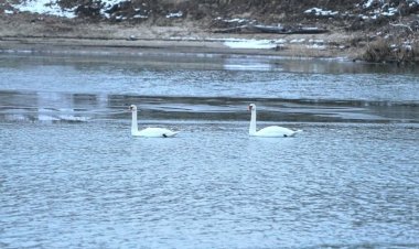 Баянауылда үсіп қалған аққулар құтқарылды