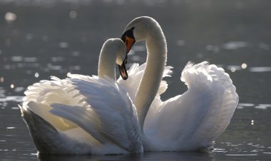 Баянаульских лебедей спасли от гибели на льду