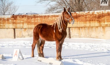 Павлодарские истории: лошадь, проходящая сквозь сердце