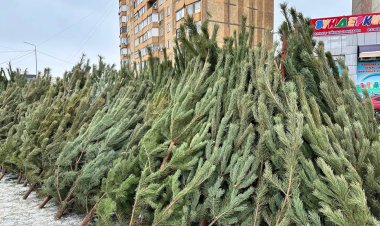 Где павлодарцам купить живой аромат праздника