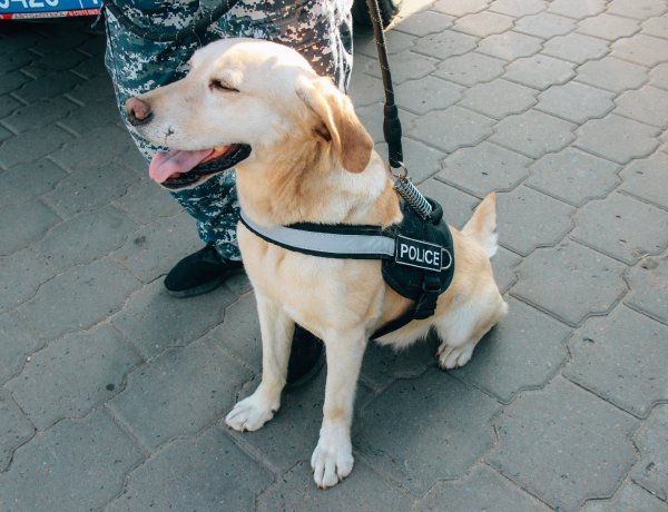 Как в Павлодаре кинологи учили школьников противостоять наркотикам