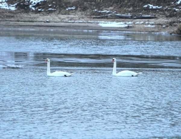 Баянауылда үсіп қалған аққулар құтқарылды