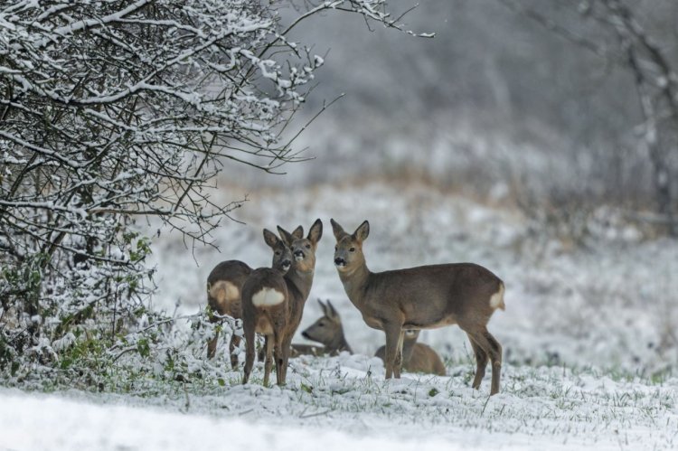 Павлодар облысына еліктердің жаппай миграциясы байқалуда