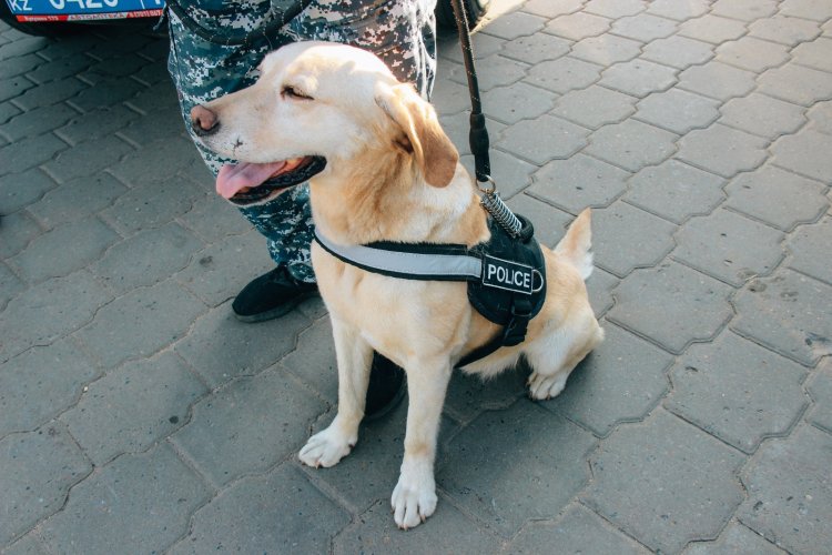 Как в Павлодаре кинологи учили школьников противостоять наркотикам