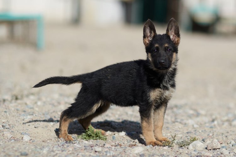 В Нацгвардии выросло число породистых служебных собак