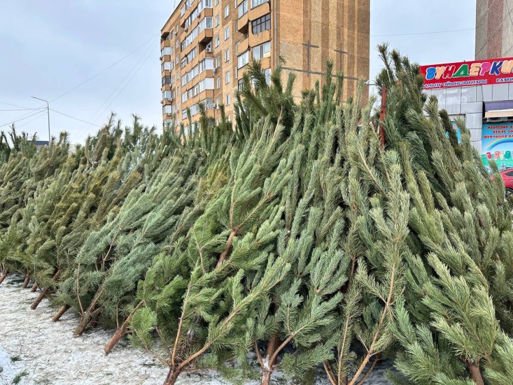 Где павлодарцам купить живой аромат праздника