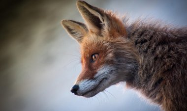 Хитрые охотники на окраинах Павлодара: почему лисы перестали бояться людей