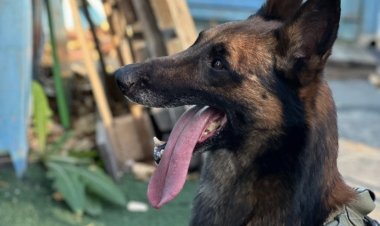 Павлодар облысында қызметтік иттер мыңнан аса шақыртуға шықты