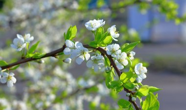 «Таза Қазақстан»: в школах Щербактинского района зацвели фруктовые сады