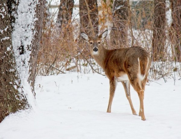 Павлодарлық орманшылар жабайы жануарларға тонналап азық дайындады