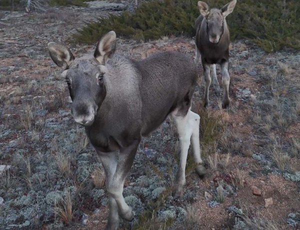 Павлодарский мобилограф показал красоту родного села с высоты птичьего полёта